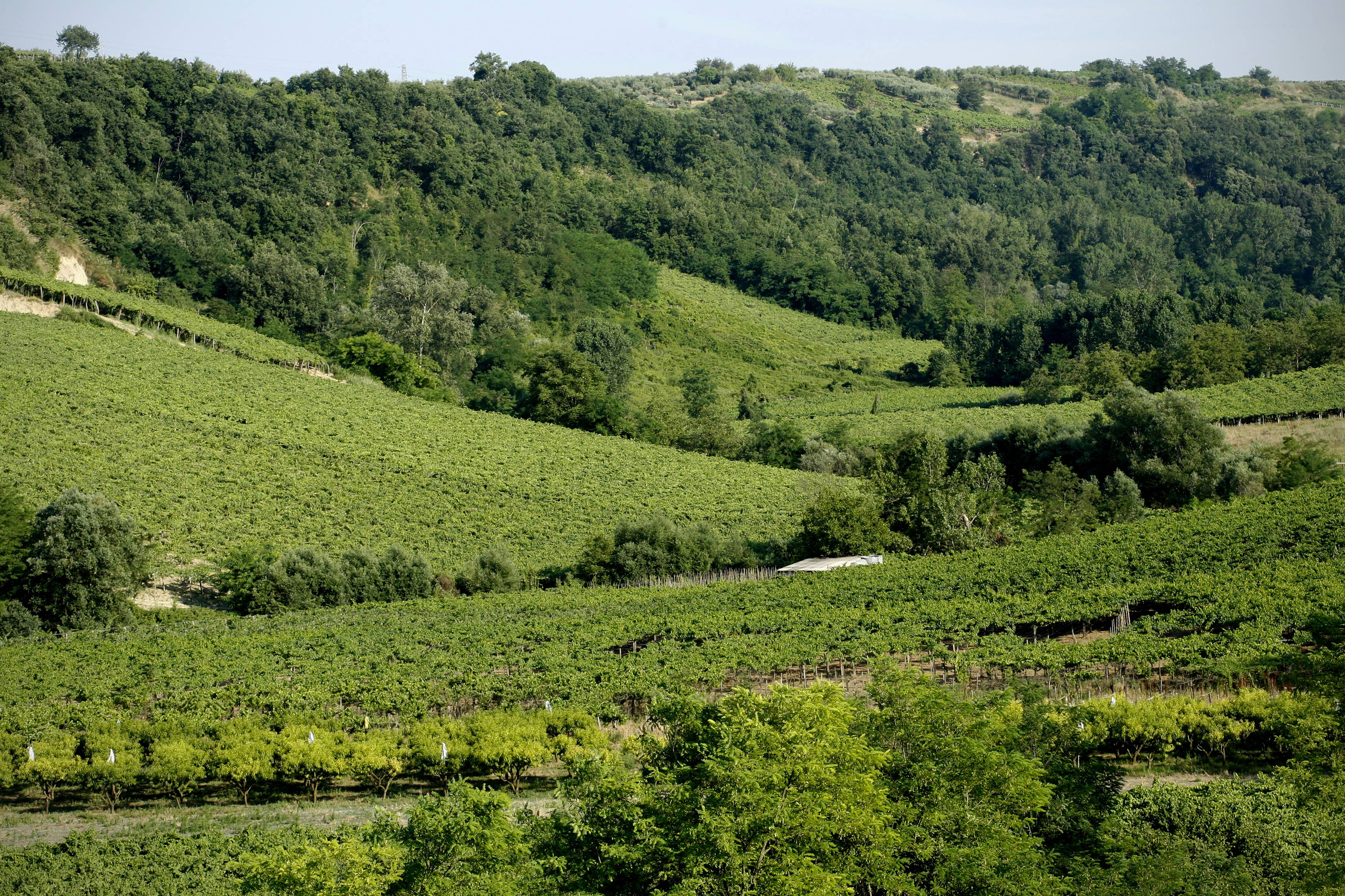 I vigneti di Cantina Tollo si estendono per 2.700 ettari Cantina Tollo festeggia i 30 anni di Cagiòlo