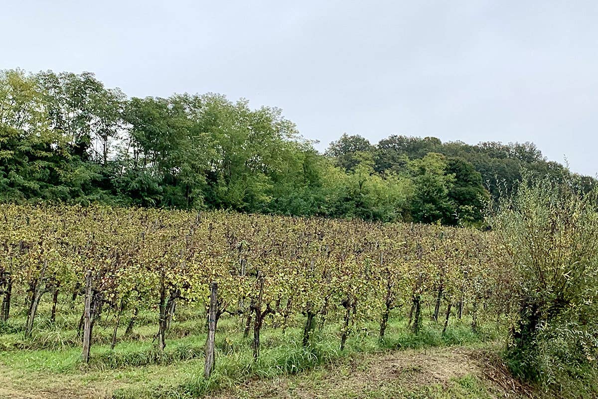 Tipicità e natura: tutta la qualità del “made in Friuli Venezia Giulia”