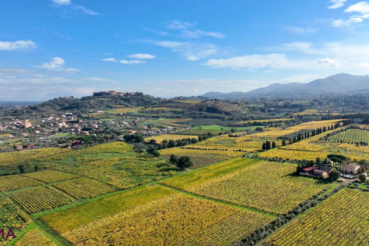 Le vigne del Lazio Roma Doc eventi per promuovere la cultura e il business del vino laziale