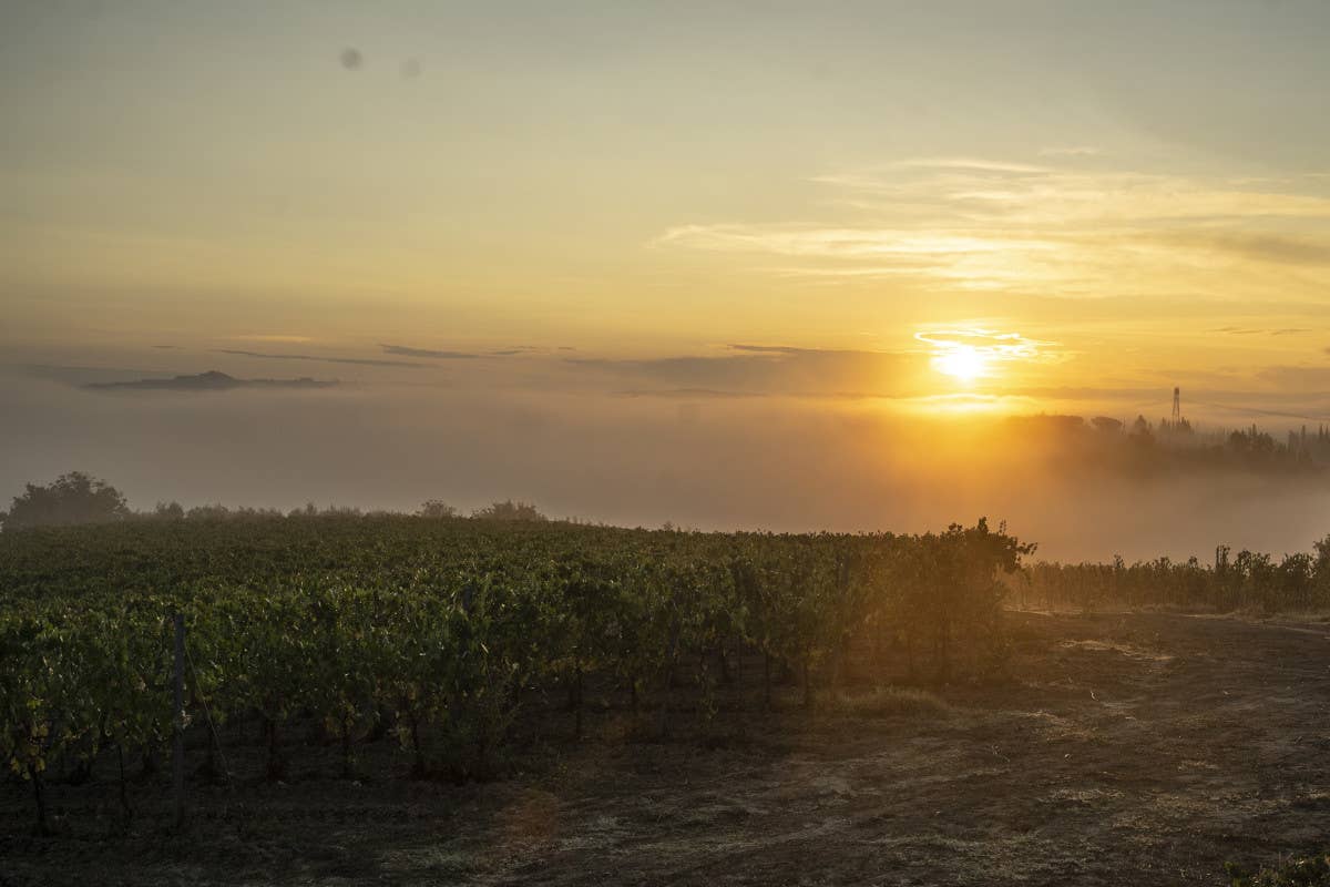 I 50 ettari di Tamburini  comprendono scenografici vigneti nel Chianti e nell’area di Montalcino I vini di Tamburini, un tradizione toscana che continua