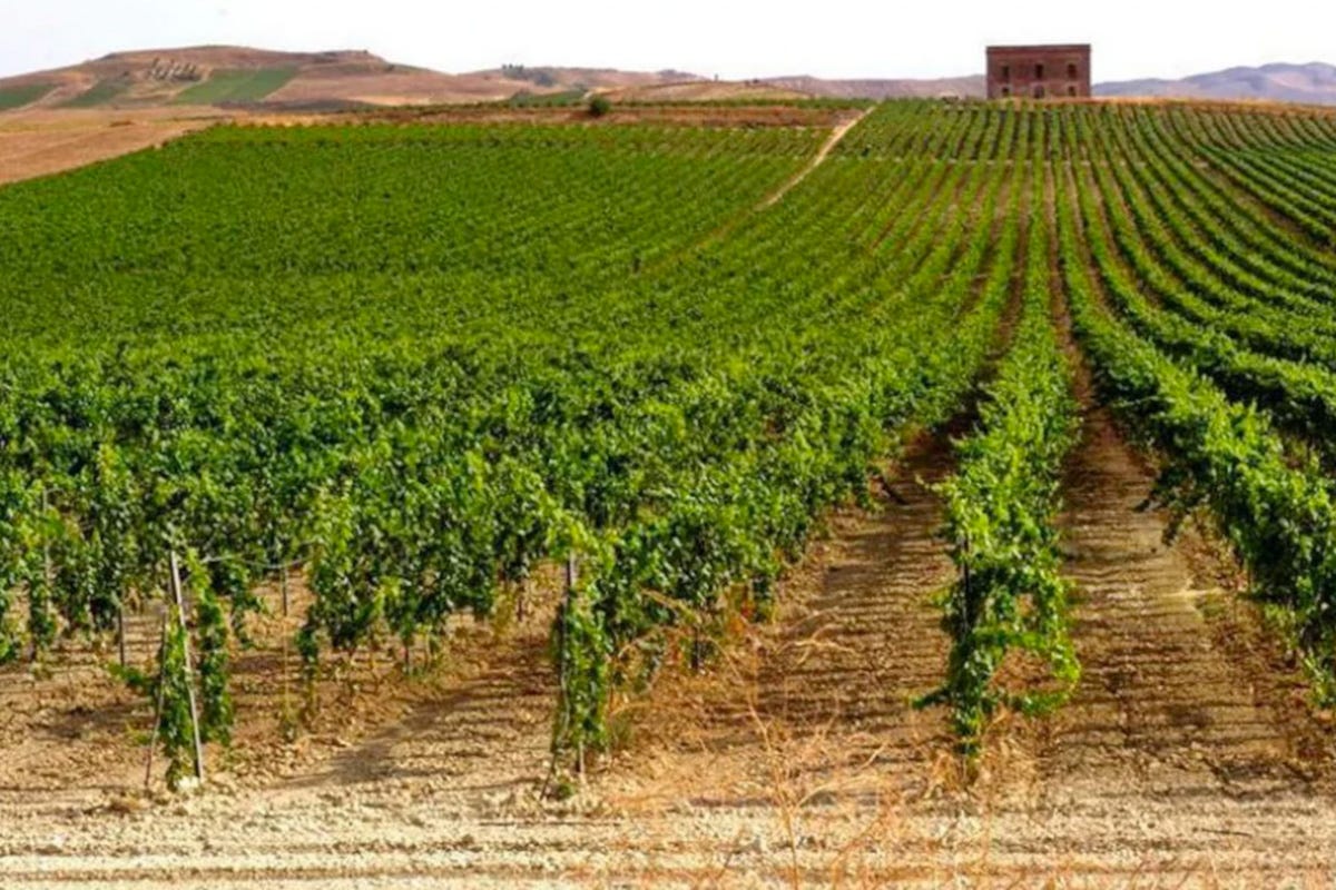 Vigne di Mandarossa Biodiversità e alto profilo, le parole d’ordine dei vini Mandrarossa