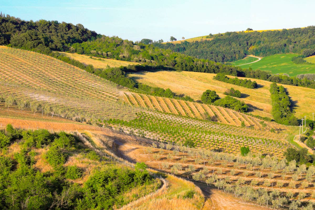 Alcuni vigneti di Palazzo di Varignana 