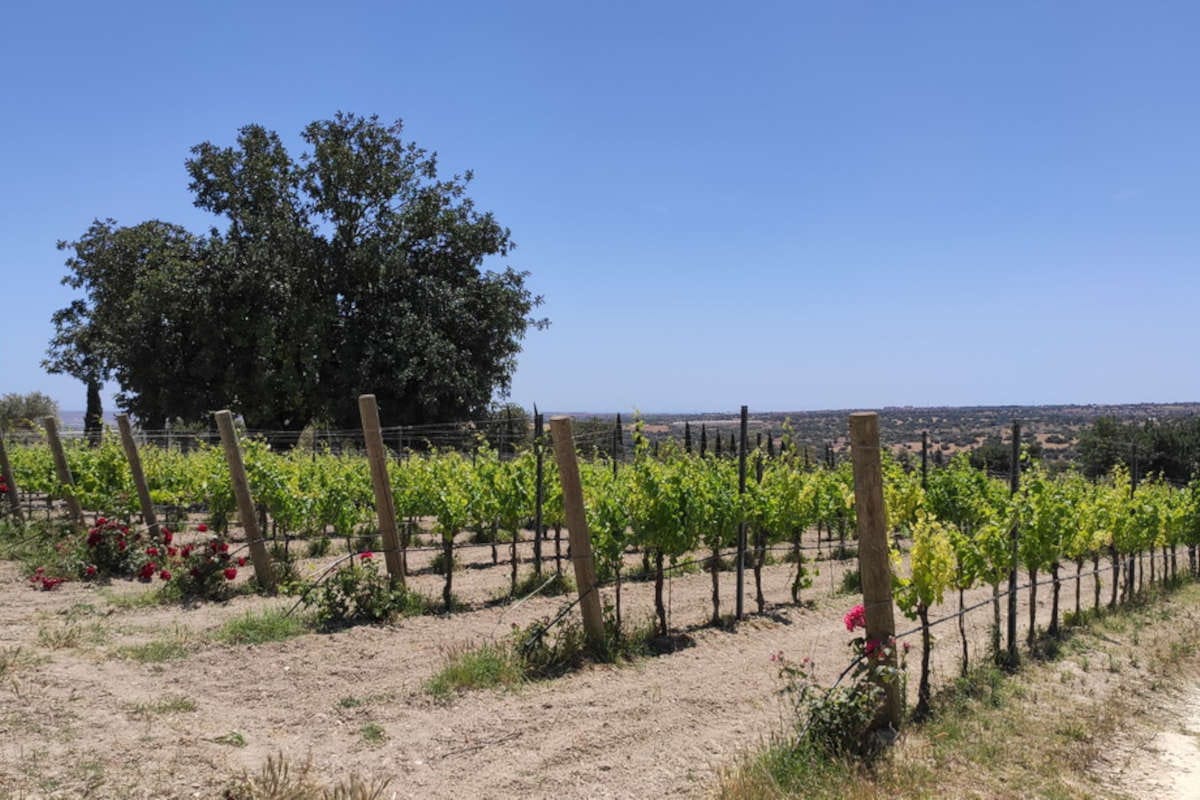 La Giasira: Keration e Giasira Rosato vini pluripremiati dal carattere siciliano