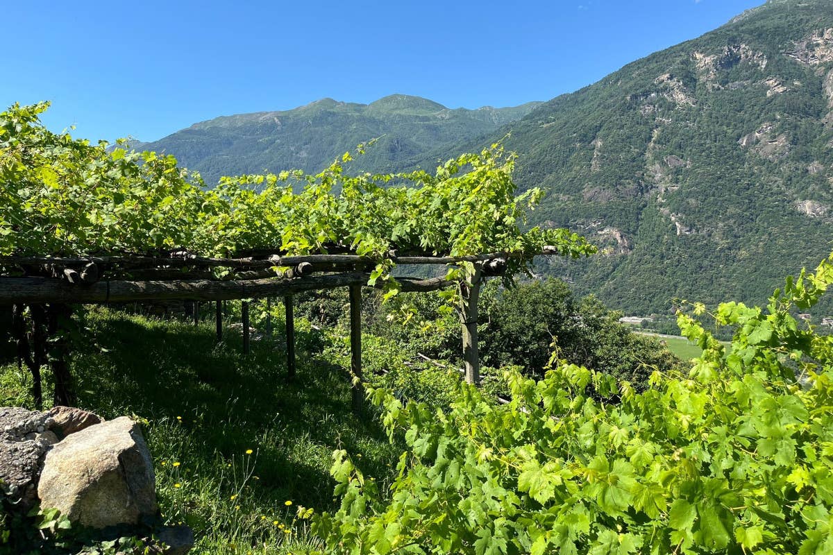 I Balmetti di Borgofranco d'Ivrea e la cantine naturali: un tesoro del Canavese