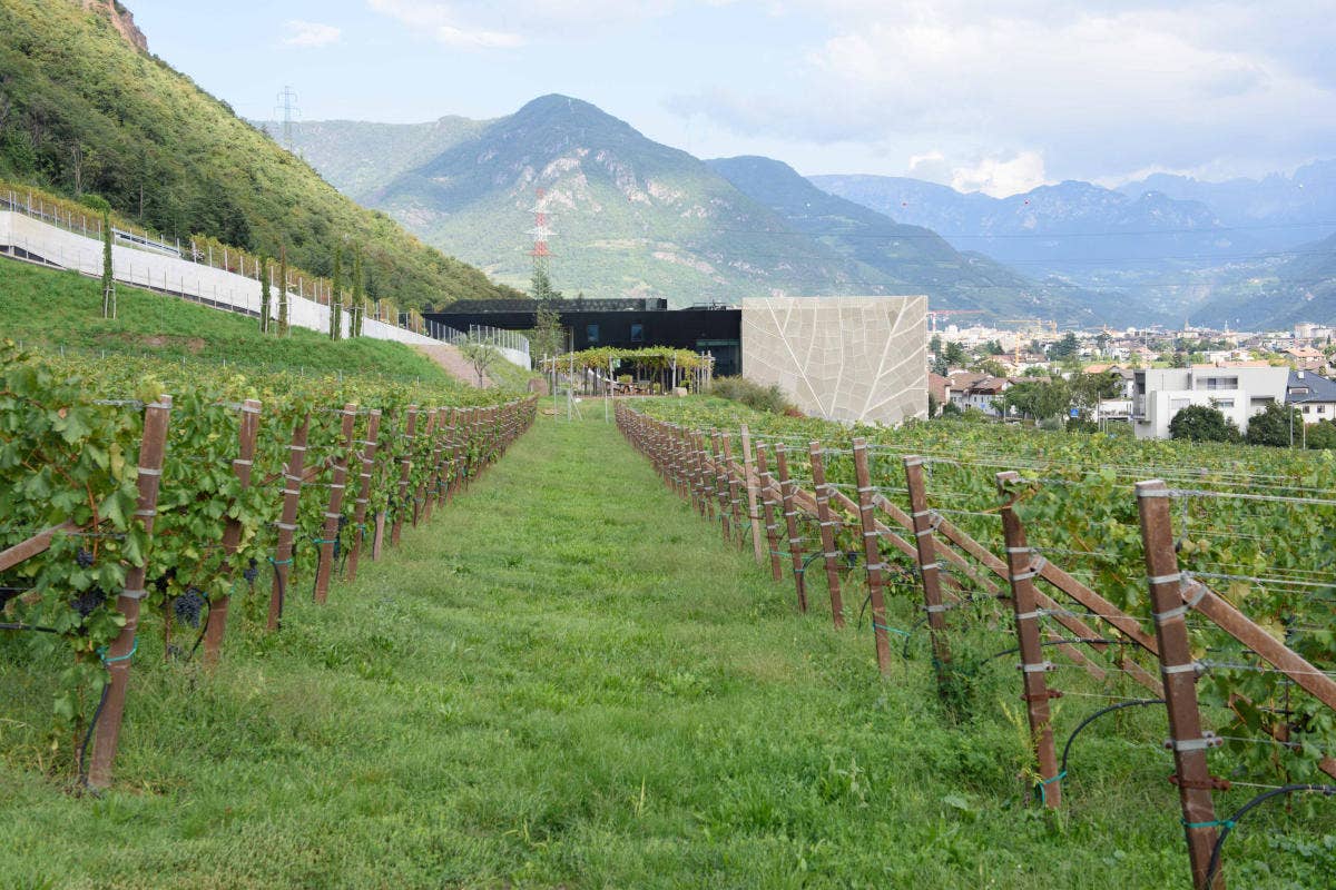 Cantina Bolzano: dopo il successo dei TAL, è sempre più alta la qualità dei vini 