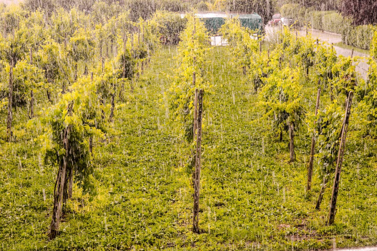 Emergenza vigneti in Campania: per le forti pioggie spuntano i funghi patogeni