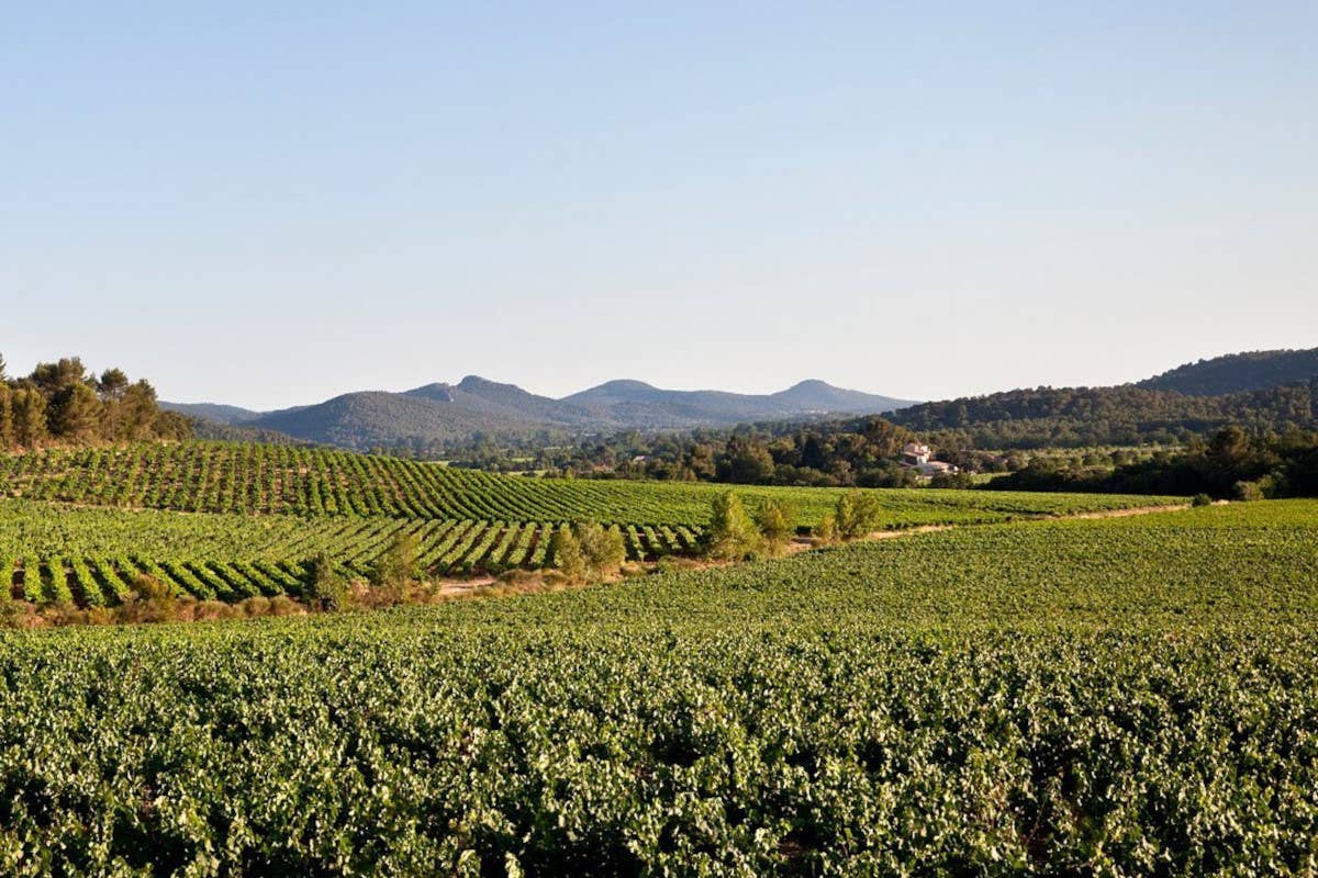 I vigneti di Chateau La Gordonne Château La Gordonne: l’arte del vino in Provenza