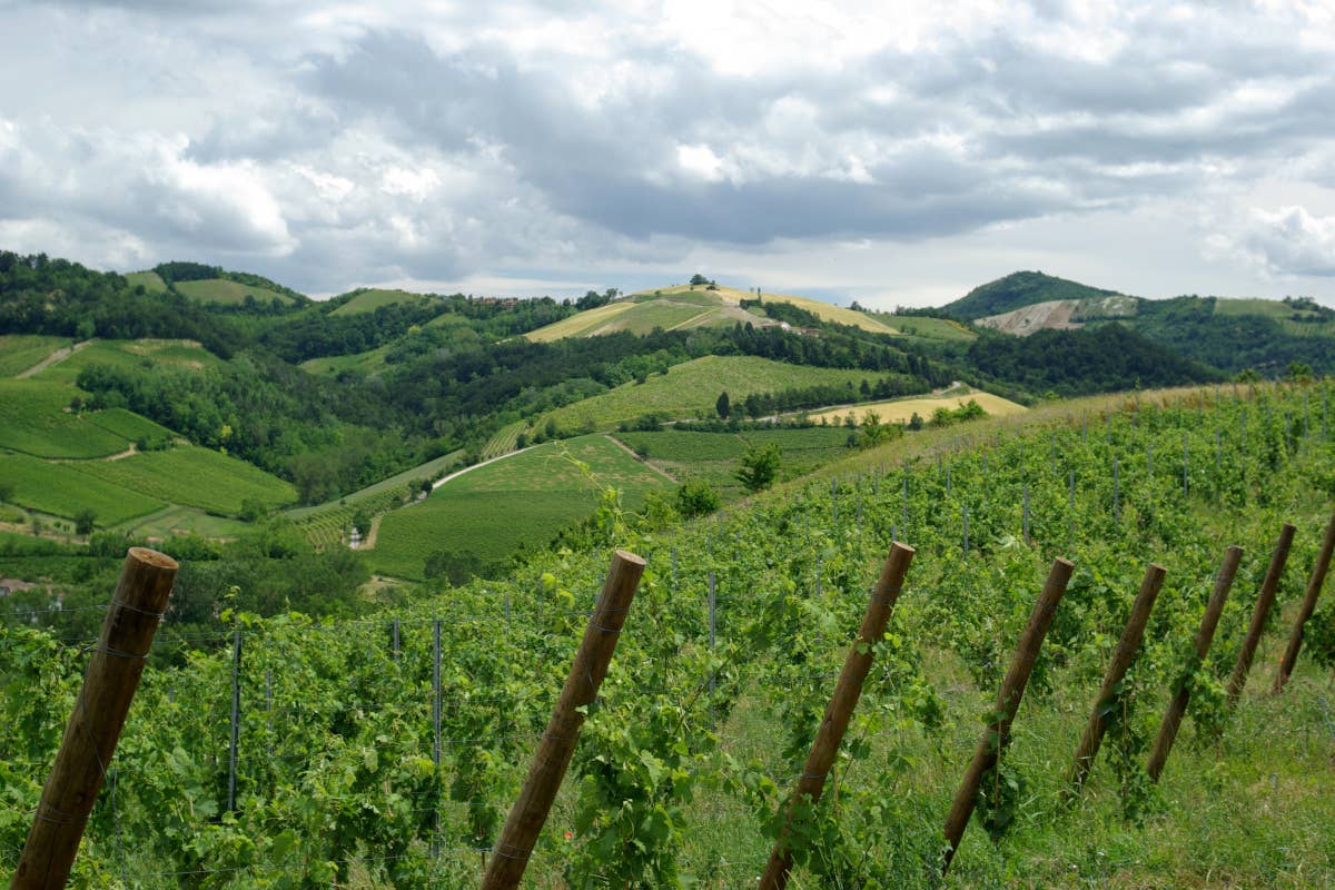 Sabato 17 agosto parte la vendemmia 2024 nel Pavese Vendemmia 2024 al via anche nel Pavese: si comincia dagli spumanti