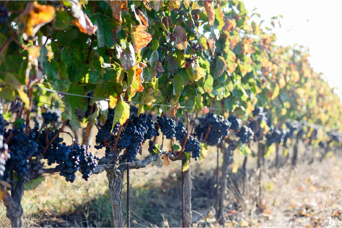 I vigneti di Sette Cieli  Tenuta Sette Cieli un 2022 di crescita e nuovi vigneti nella Doc Bolgheri