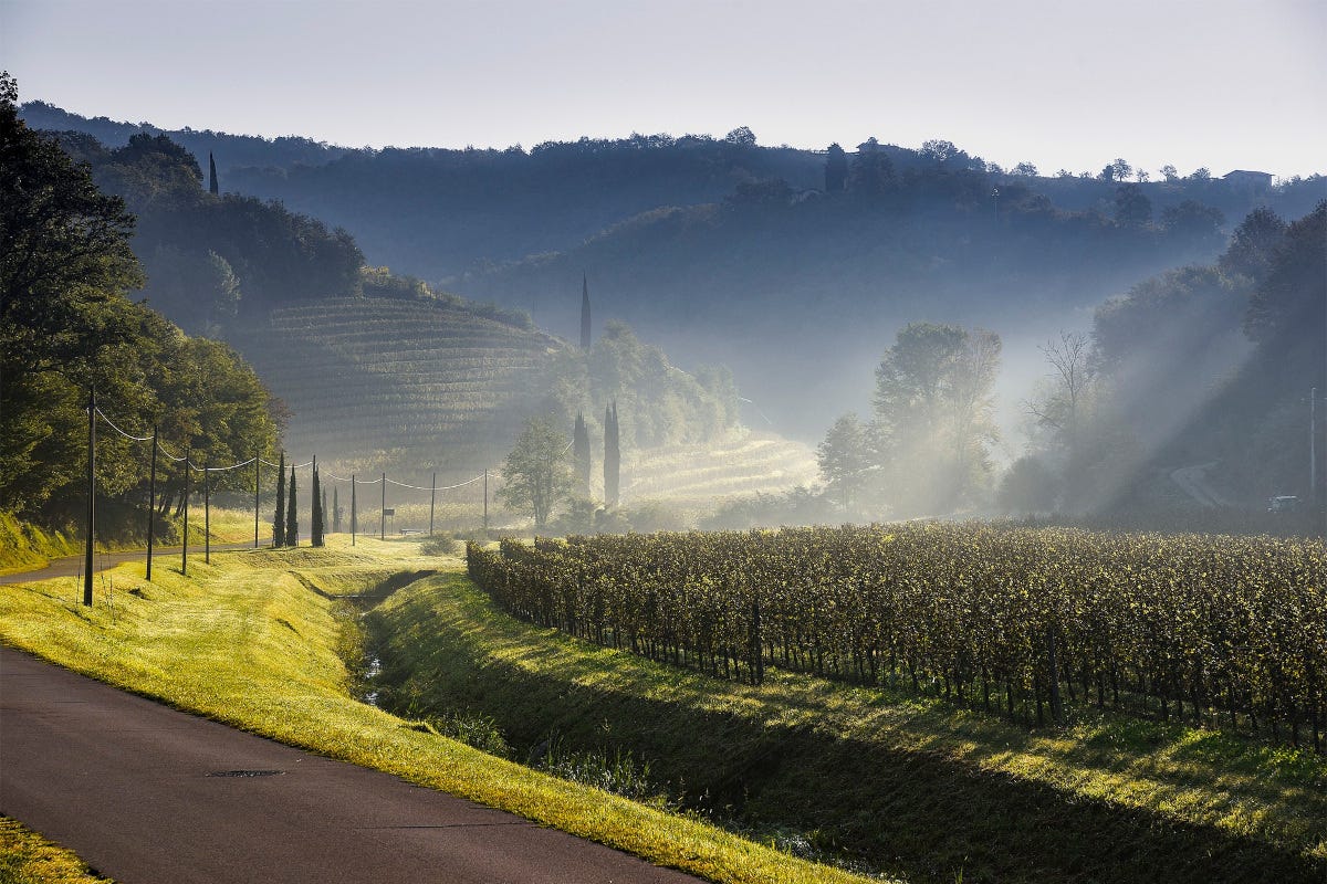 Venica&Venica: vini sostenibili nel segno della tradizione e del territorio