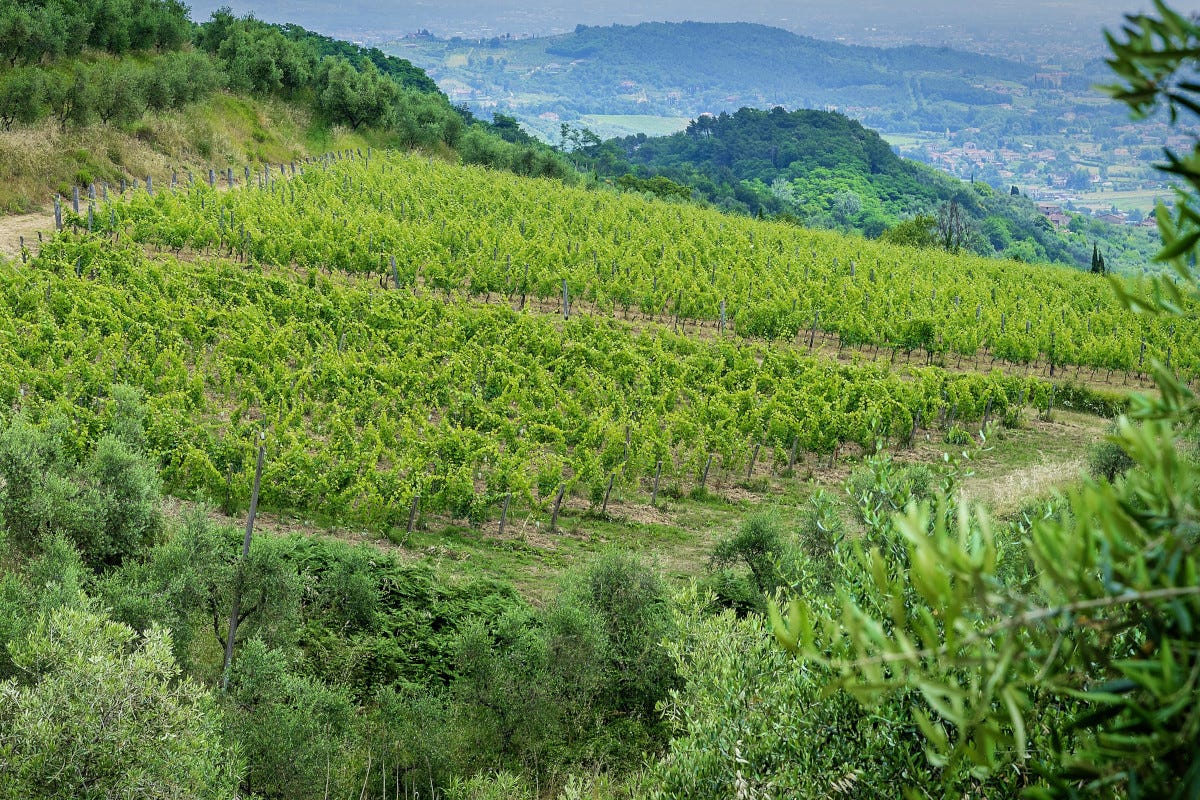 I vitigni di Villa Santo Stefano  Villa Santo Stefano, un sogno nel cuore della Lucchesia
