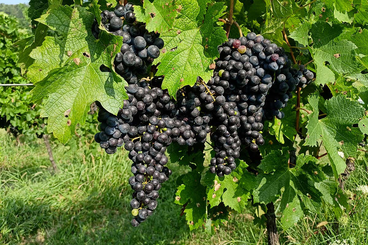 Villa Domizia: storia di una famiglia e di una visione nella Valcalepio