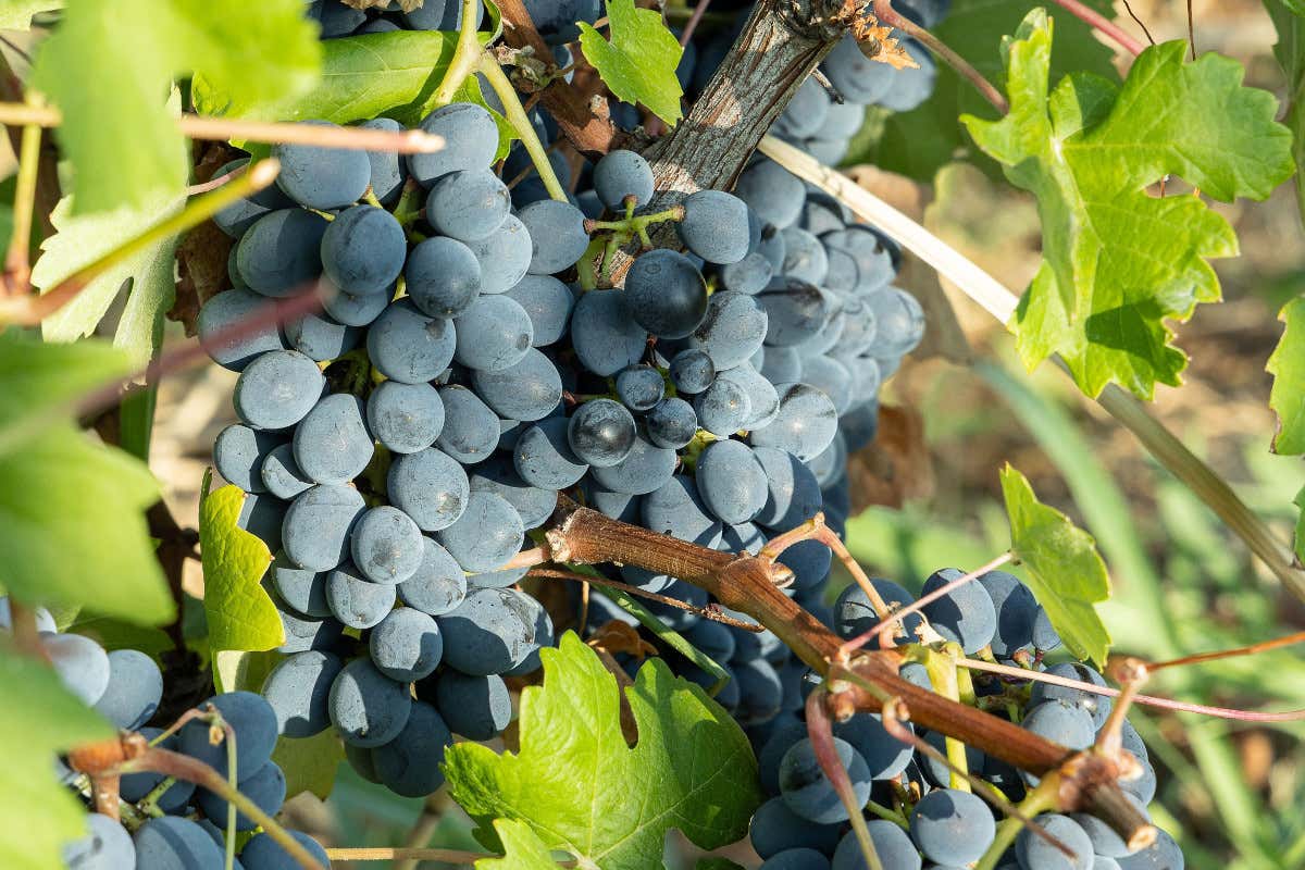 Vinchio Vaglio: storia di una cooperativa che ha rivoluzionato il Monferrato Vinchio Vaglio: storia di una cooperativa che ha rivoluzionato il Monferrato