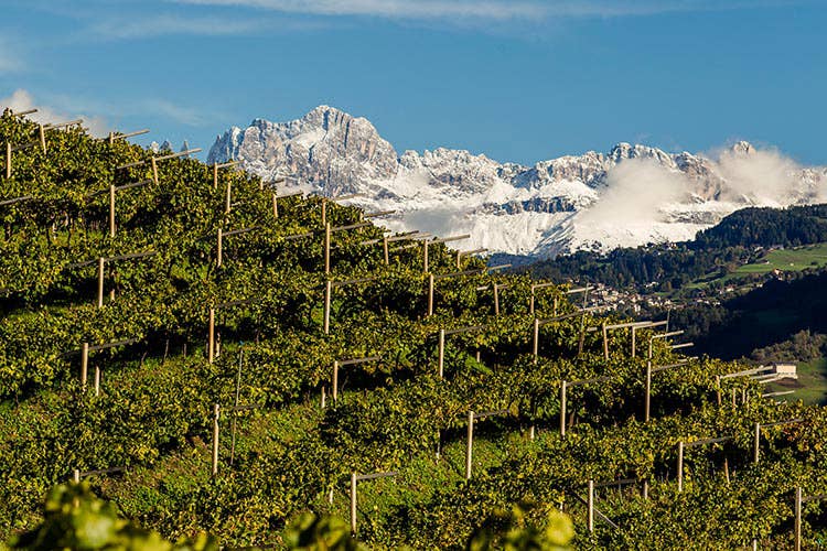 Vino de la senora muller