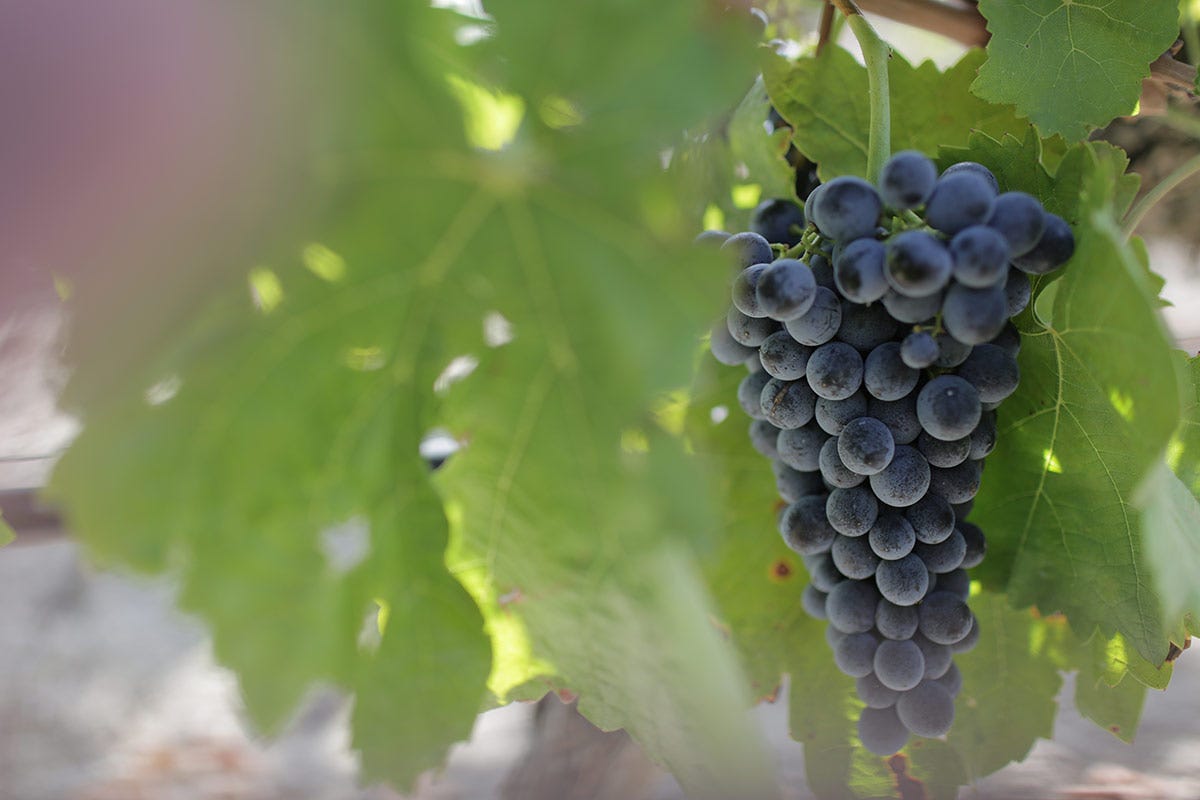 Uva Nero d'Avola Nero d’Avola, vini con profili diversi in base all’area di coltivazione