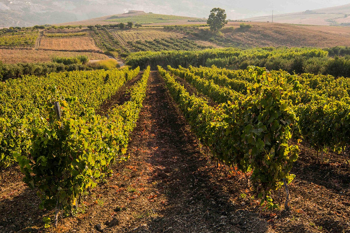 Sicilia, patria delle vigne a coltivazione biologica