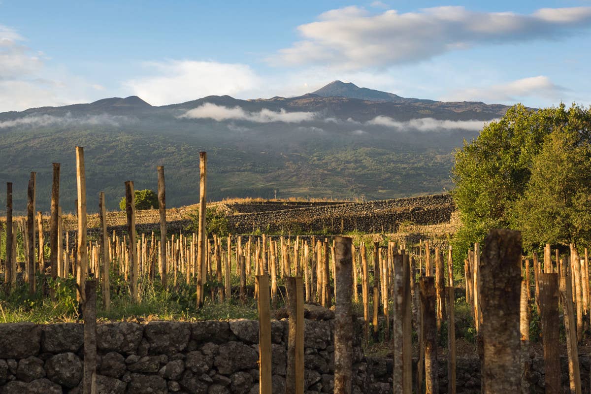 I vini dell'Etna continuano a piacere negli Usa nonostante il calo generale