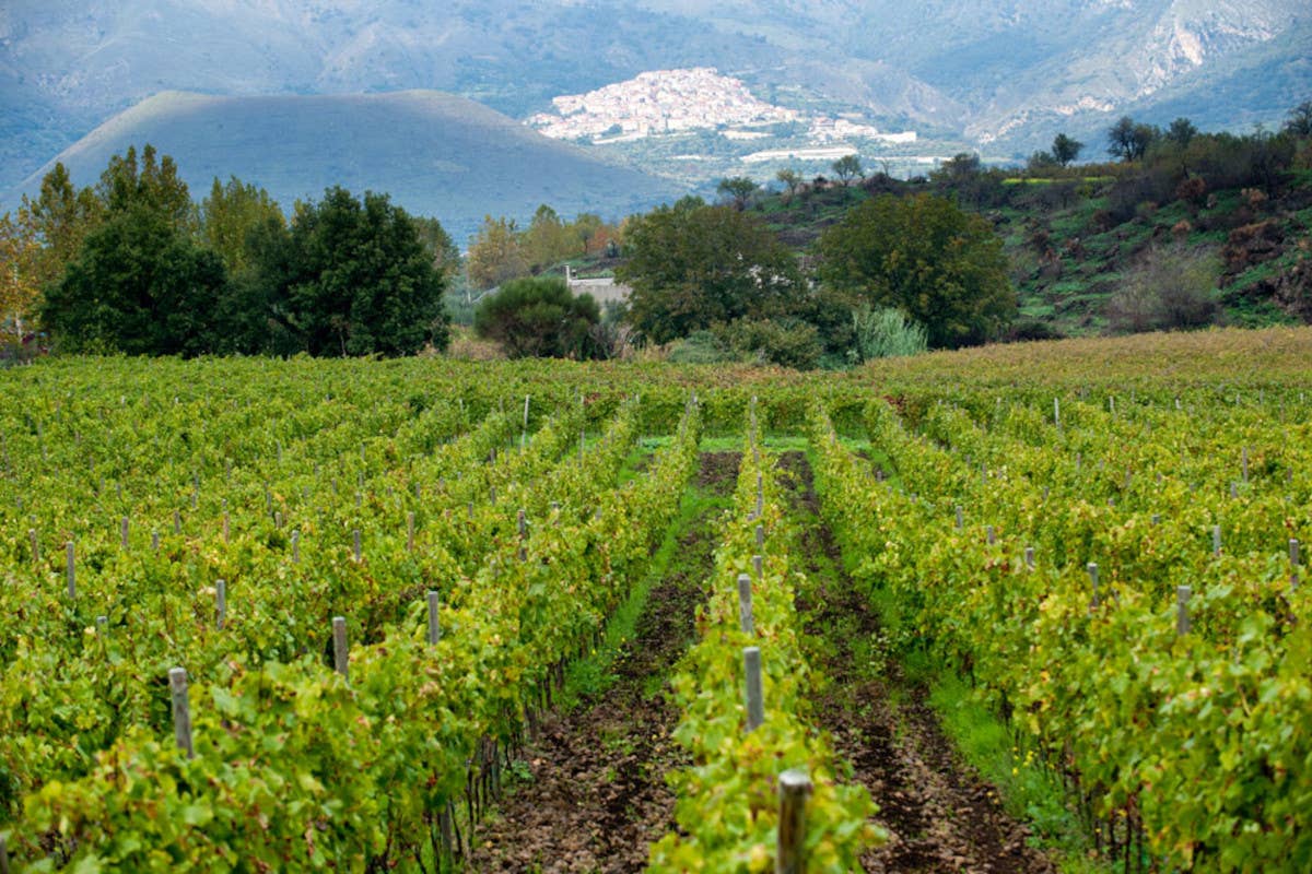 Etna, il vulcano che resiste: il vino conquista gli Usa e sfida il mercato