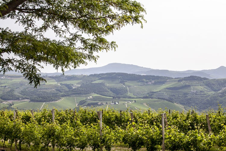 Oltre la metà della produzione di Valpolicella è venduta all'estero (Il vino traina la Valpolicella Ma il Consorzio: Mancano strutture)