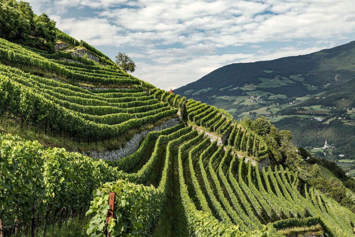 Le guide enologiche più prestigiose premiano i vini dell'Alto Adige