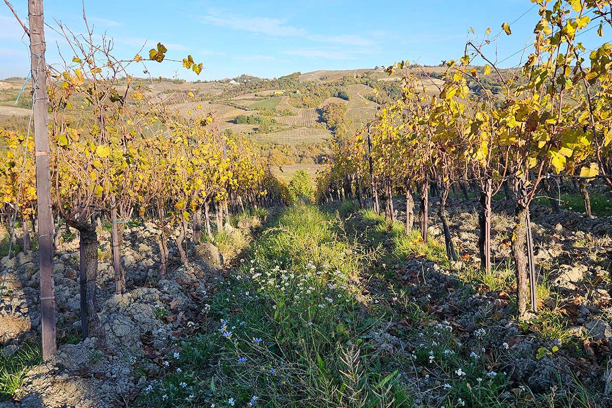 Vistarino: mille anni per arrivare al Pinot Nero che l’Italia stava aspettando Vistarino: mille anni per arrivare al Pinot Nero che l’Italia stava aspettando