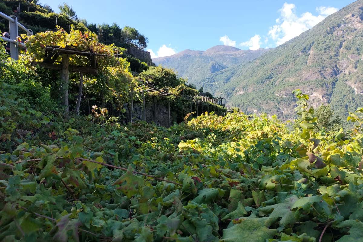 Viticoltura eroica: così il Nebbiolo sfida il clima tra i terrazzamenti dell’Alto Canavese Viticoltura eroica: così il Nebbiolo sfida il clima tra i terrazzamenti dell’Alto Canavese