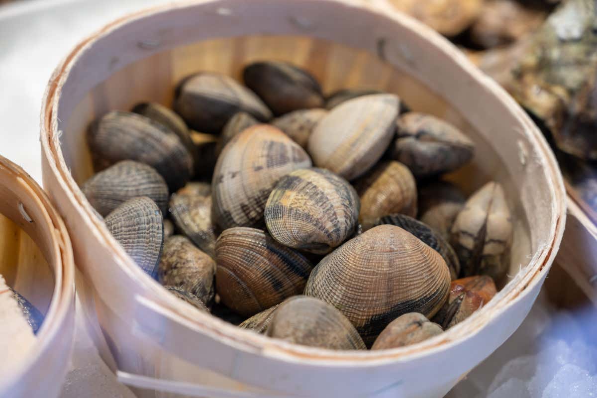 Vongole: valori nutrizionali, benefici, controindicazioni e come usarle in cucina Vongole: valori nutrizionali, benefici, controindicazioni e come usarle in cucina