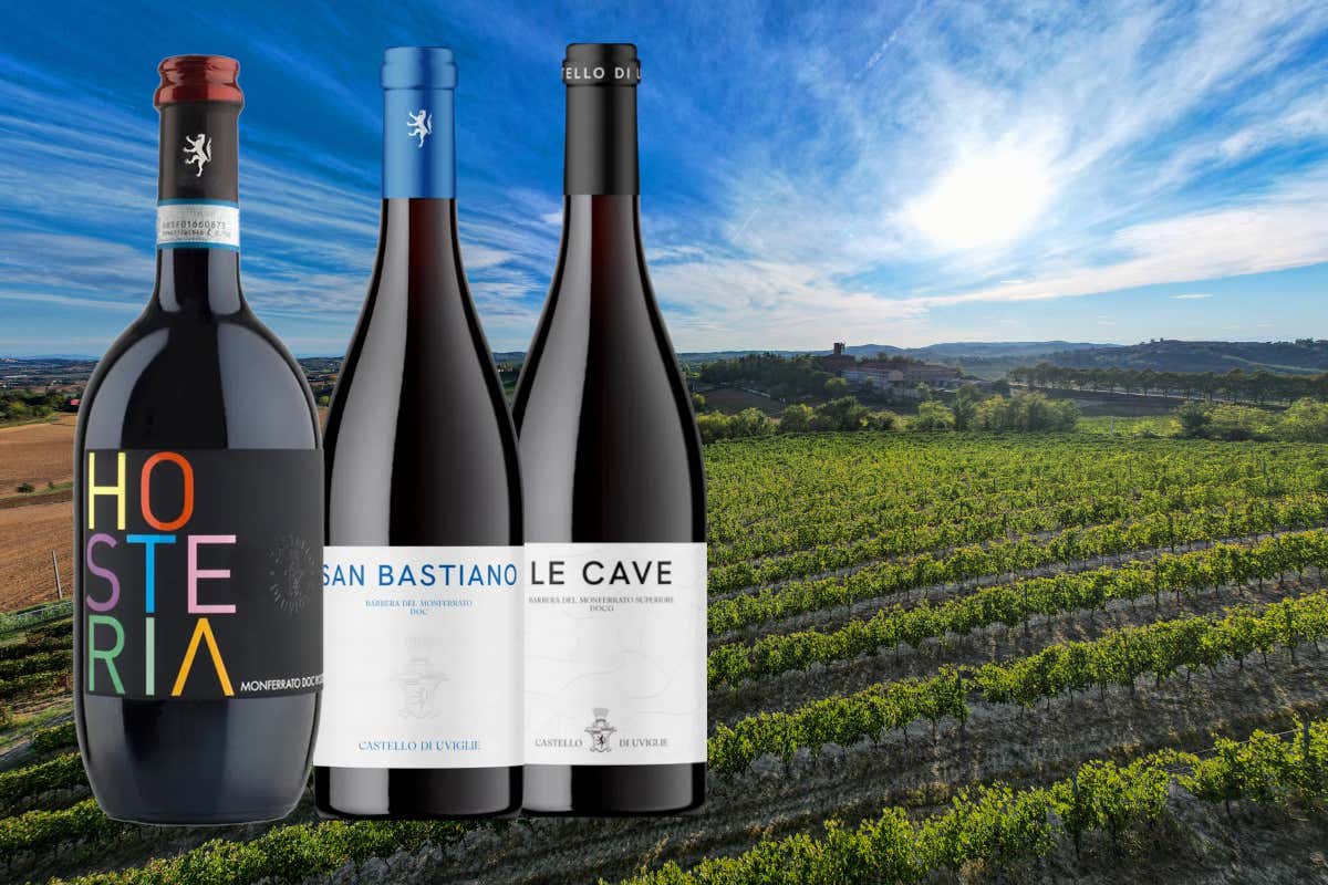 Cantina Castello di Uviglie: una storia tra vino, territorio e famiglia nel Monferrato Cantina Castello di Uviglie: una storia tra vino, territorio e famiglia nel Monferrato