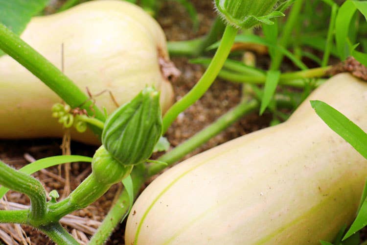 La zucca Butternut, la varietà più coltivata dai produttori Apofruit - Zucca italiana, una riscoperta che rilancia consumi ed export