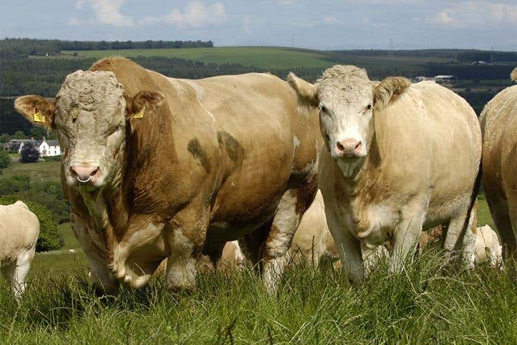 foto: Ini - Invest Northern Ireland