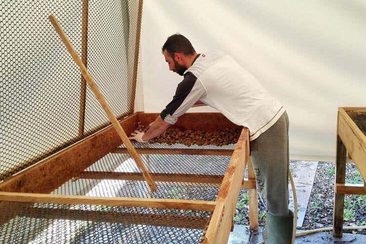 (Dalla Calabria le lumache premium 
Allevamento bio e tanto valore aggiunto)