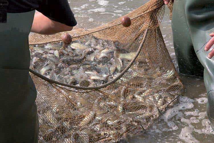(La tinca di Ceresole d'Alba 
incontra i vini e i prodotti del Roero)