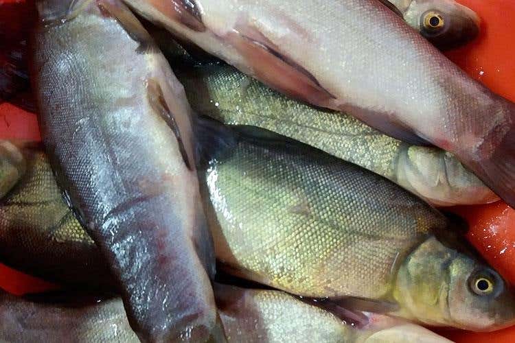 (La tinca di Ceresole d'Alba 
incontra i vini e i prodotti del Roero)