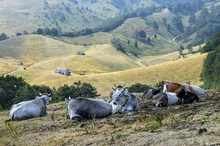 (Paesaggi rurali storici, la Lessinia 
prepara un dossier per farne parte)