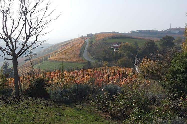 Poderi Einaudi, tra vino e ospitalità 
Amore per la terra da quattro generazioni