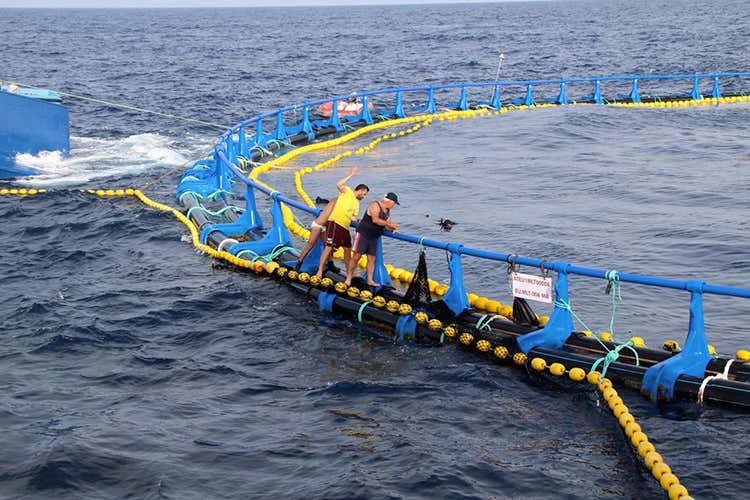 (Tonno rosso, non è più in estinzione 
Testa e Sultano lo portano in tavola 
)