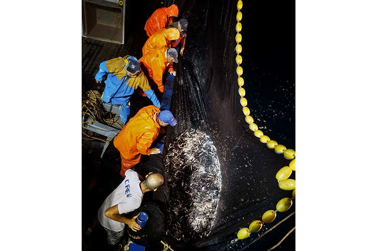 (Tonno rosso, non è più in estinzione 
Testa e Sultano lo portano in tavola 
)