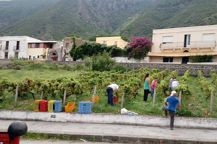 (Vendemmia della Malvasia 
L'eredità di Carlo Hauner a Salina)