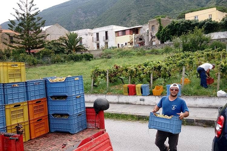 (Vendemmia della Malvasia 
L'eredità di Carlo Hauner a Salina)