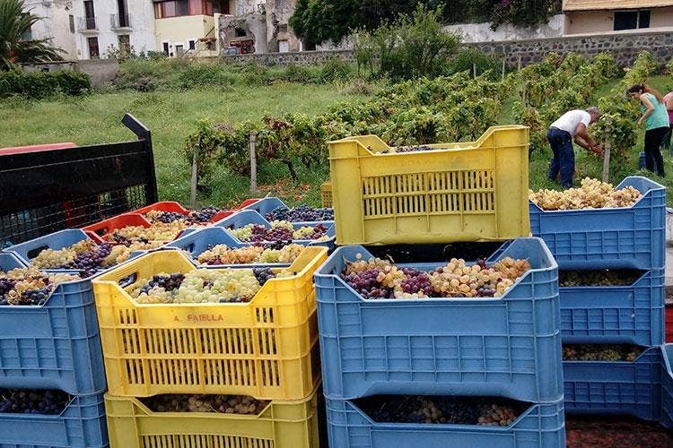 (Vendemmia della Malvasia 
L'eredità di Carlo Hauner a Salina)